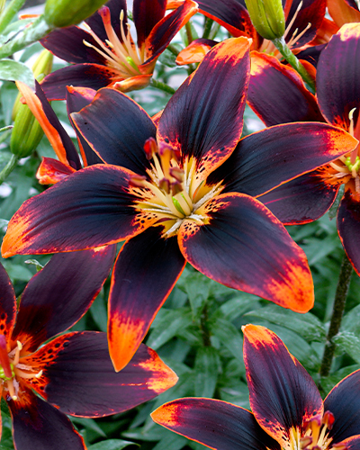 ĽALIA FOREVER SUSAN 50 ks